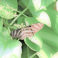 Cleveland Butterflies4 Photograph by Merle Grenz Cleveland Butterflies4 Photograph by Merle Grenz