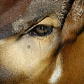 Close Encounter Photograph by DArcy Evans Close Encounter Photograph by DArcy Evans