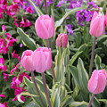 Close Up Mixed Planter Photograph by Allen Nice-Webb Close Up Mixed Planter Photograph by Allen Nice-Webb