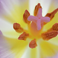 Close up of a tulip flower with purple petals and stigma and gol by Reimar Gaertner