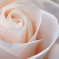 Close up of flush white hybrid tea rose petal tips by Reimar Gaertner