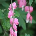 Close Up Of Peacock Pink Bleeding Hearts On Hunter Green Foliage 2 by Colleen Cornelius Close Up Of Peacock Pink Bleeding Hearts On Hunter Green Foliage 2 by Colleen Cornelius