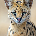 Close-up Of Serval Leptailurus Serval by Panoramic Images Close-up Of Serval Leptailurus Serval by Panoramic Images