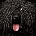 Close up Portrait of Puli Dog isolated on Black Photograph by Sergey Taran Close up Portrait of Puli Dog isolated on Black Photograph by Sergey Taran