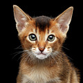 Closeup Abyssinian Kitty Curious Looking in Camera, Isolated Black Background Photograph by Sergey Taran Closeup Abyssinian Kitty Curious Looking in Camera, Isolated Black Background Photograph by Sergey Taran