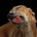 Closeup Cute Italian Greyhound Dog Licked with pleasure isolated Black Photograph by Sergey Taran Closeup Cute Italian Greyhound Dog Licked with pleasure isolated Black Photograph by Sergey Taran