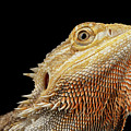 Closeup head of Bearded Dragon Llizard, agama, Isolated Black Background Photograph by Sergey Taran Closeup head of Bearded Dragon Llizard, agama, Isolated Black Background Photograph by Sergey Taran