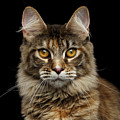Closeup Maine Coon Cat Portrait Isolated on Black Background Photograph by Sergey Taran Closeup Maine Coon Cat Portrait Isolated on Black Background Photograph by Sergey Taran