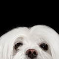 Closeup Nosey White Maltese Dog Looking in Camera isolated on Black background Photograph by Sergey Taran Closeup Nosey White Maltese Dog Looking in Camera isolated on Black background Photograph by Sergey Taran