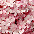 Closeup of Pink Hydrangea Photograph by Allen Nice-Webb Closeup of Pink Hydrangea Photograph by Allen Nice-Webb