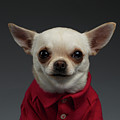 Closeup Portrait Chihuahua dog in stylish clothes. Gray background Photograph by Sergey Taran Closeup Portrait Chihuahua dog in stylish clothes. Gray background Photograph by Sergey Taran