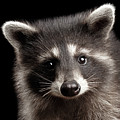 Portrait Cute Baby Raccoon Photograph by Sergey Taran Portrait Cute Baby Raccoon Photograph by Sergey Taran