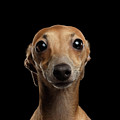 Closeup Portrait Italian Greyhound Dog Looking in Camera isolated Black Photograph by Sergey Taran Closeup Portrait Italian Greyhound Dog Looking in Camera isolated Black Photograph by Sergey Taran