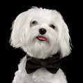 Closeup Portrait of Happy White Maltese Dog with bow Looking in Camera isolated on Black background Photograph by Sergey Taran Closeup Portrait of Happy White Maltese Dog with bow Looking in Camera isolated on Black background Photograph by Sergey Taran
