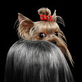 Closeup Yorkshire Terrier Dog, long groomed Hair Pity Looking back by Sergey Taran Closeup Yorkshire Terrier Dog, long groomed Hair Pity Looking back by Sergey Taran