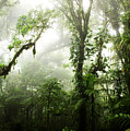 Cloud Forest Photograph by Nicklas Gustafsson Cloud Forest Photograph by Nicklas Gustafsson
