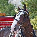 Clydesdale at ESP Photograph by Alice Gipson Clydesdale at ESP Photograph by Alice Gipson
