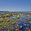 Coast. Low Tide. Photograph by Elena Perelman Coast. Low Tide. Photograph by Elena Perelman