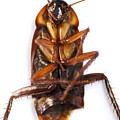 Cockroach Carcass by Jorgo Photography - Wall Art Gallery Cockroach Carcass by Jorgo Photography - Wall Art Gallery