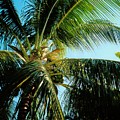 Coconut Tree by Debbie Levene Coconut Tree by Debbie Levene