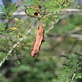Coffee Brown Tree Pods on Green by Colleen Cornelius Coffee Brown Tree Pods on Green by Colleen Cornelius