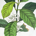 Coffee by Maria Gabriel Cogniet Coffee by Maria Gabriel Cogniet