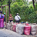 Coffee pickers in Guatemala Photograph by Tatiana Travelways Coffee pickers in Guatemala Photograph by Tatiana Travelways
