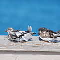 Cold Birds by Rob Hans Cold Birds by Rob Hans