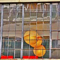 Color me Golden Photograph by Merle Grenz Color me Golden Photograph by Merle Grenz