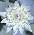 Color Me Photograph by Merle Grenz Color Me Photograph by Merle Grenz