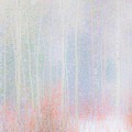 Color thru the Snow Photograph by Merle Grenz Color thru the Snow Photograph by Merle Grenz