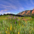 Colorado Wildflowers Photograph by Scott Mahon Colorado Wildflowers Photograph by Scott Mahon