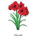 Colored Amaryllis. Botanical by Masha Batkova Colored Amaryllis. Botanical by Masha Batkova