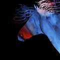 Colorful Abstract Wild Horse Silhouette - Red And Blue by Michelle Wrighton