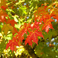 Colorful Fall Leaves Red Nature Landscape Baslee Troutman by Baslee Troutman Colorful Fall Leaves Red Nature Landscape Baslee Troutman by Baslee Troutman