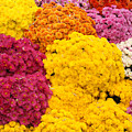 Colorful Mum Flowers Fine Art Abstract Photo by James BO Insogna Colorful Mum Flowers Fine Art Abstract Photo by James BO Insogna