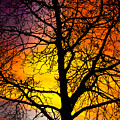 Colorful Silhouette Photograph by James BO Insogna Colorful Silhouette Photograph by James BO Insogna