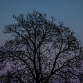 Colorful Subtle Silhouette Photograph by Darryl Hendricks Colorful Subtle Silhouette Photograph by Darryl Hendricks