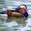 Colorful Photograph by Torbjorn Swenelius Colorful Photograph by Torbjorn Swenelius