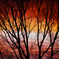 Colorful Tree Branches Photograph by James BO Insogna Colorful Tree Branches Photograph by James BO Insogna