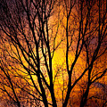 Colorful Tree Silhouettes Photograph by James BO Insogna Colorful Tree Silhouettes Photograph by James BO Insogna