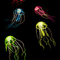 Colors Of Aquatic Life by Jorgo Photography - Wall Art Gallery Colors Of Aquatic Life by Jorgo Photography - Wall Art Gallery