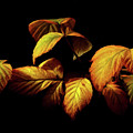 Colors of Autumn Memories Painting by David Dehner Colors of Autumn Memories Painting by David Dehner