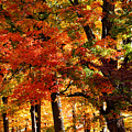 Colors of Fall Photograph by William Selander Colors of Fall Photograph by William Selander