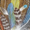 Colors of Flight  SOLD prints available by Lisa Bliss Rush