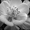 Columbine by Amanda Barcon Columbine by Amanda Barcon
