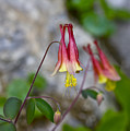 Columbine Photograph by Jack R Perry Columbine Photograph by Jack R Perry