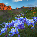 Columbine Sunrise Photograph by Darren White Columbine Sunrise Photograph by Darren White