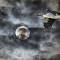 Coming Home Photograph by Richard Goldman Coming Home Photograph by Richard Goldman