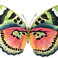 Common Pink Forester Painting by Lucy Arnold Common Pink Forester Painting by Lucy Arnold